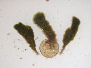  (Ulvophyceae - GWS024415)  @11 [ ] Unspecified (default): All Rights Reserved  Unspecified Unspecified