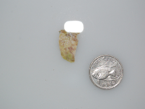  (Chlorophyta_incerta_sedis - BDA0418)  @11 [ ] Unspecified (default): All Rights Reserved  Unspecified Unspecified